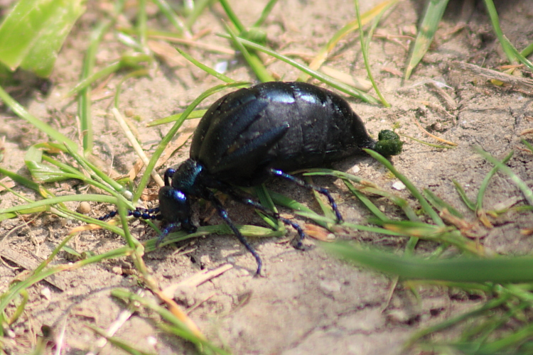 IMG_4853_Oil_Beetle.JPG