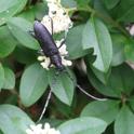 Capricorn Beetle (Cerambyx scopolii) IMG_0582_Cerambyx_scopolii