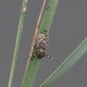 IMG_6261_Flat-faced_Longhorn_Beetle