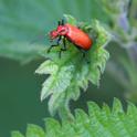 J01_2692 Red-headed Cardinal Beetle
