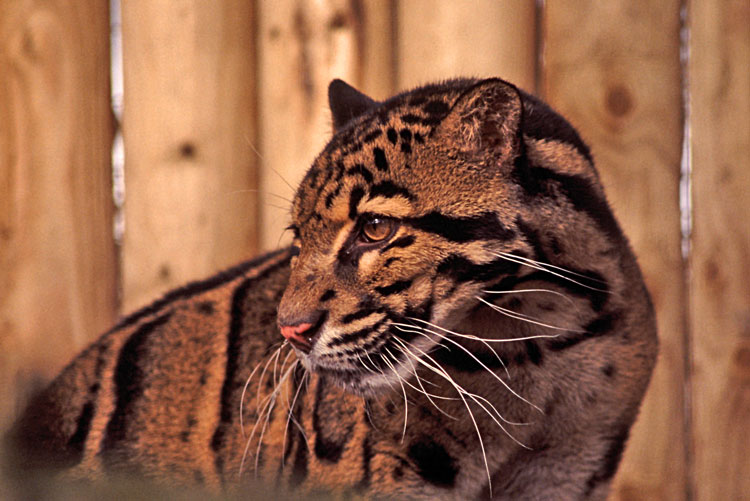 CloudedLeopard1.jpg