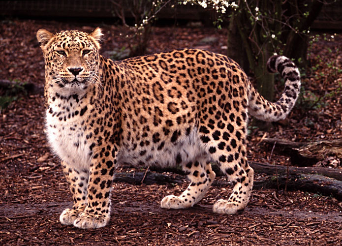 PersianLeopard1.jpg