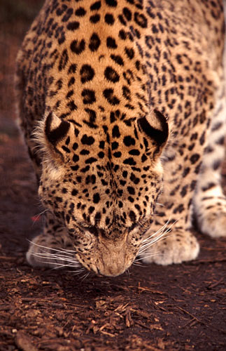 PersianLeopard2.jpg