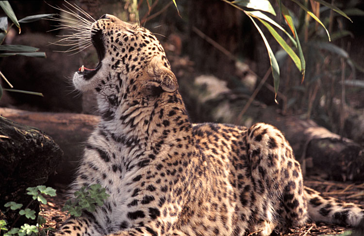 PersianLeopard3.jpg