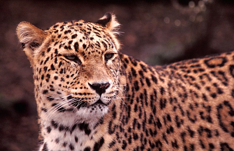 PersianLeopard4.jpg