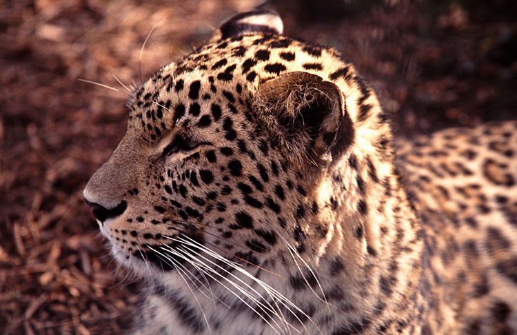 PersianLeopard5.jpg