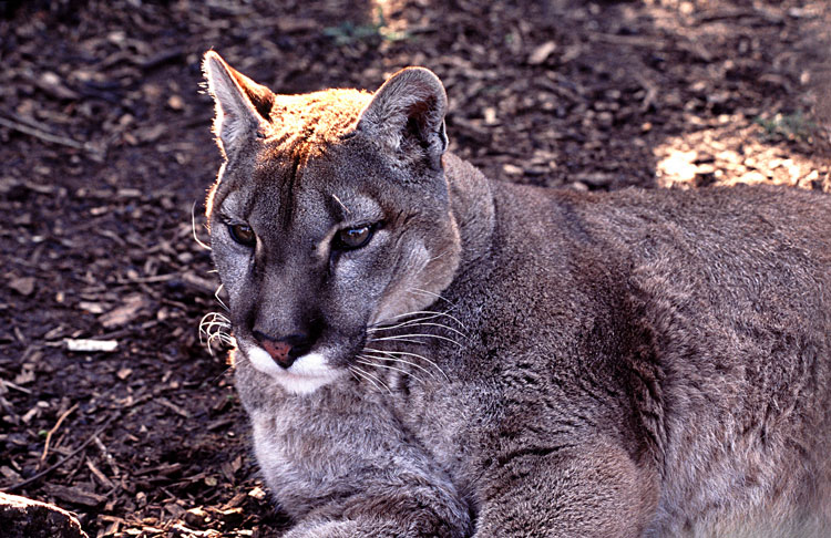 Puma1.jpg