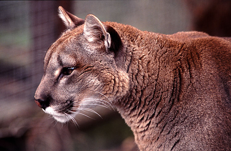 Puma2.jpg