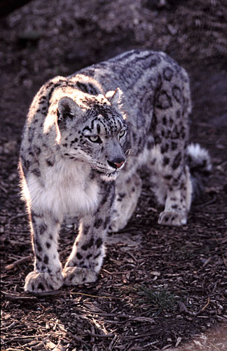 SnowLeopard1.jpg