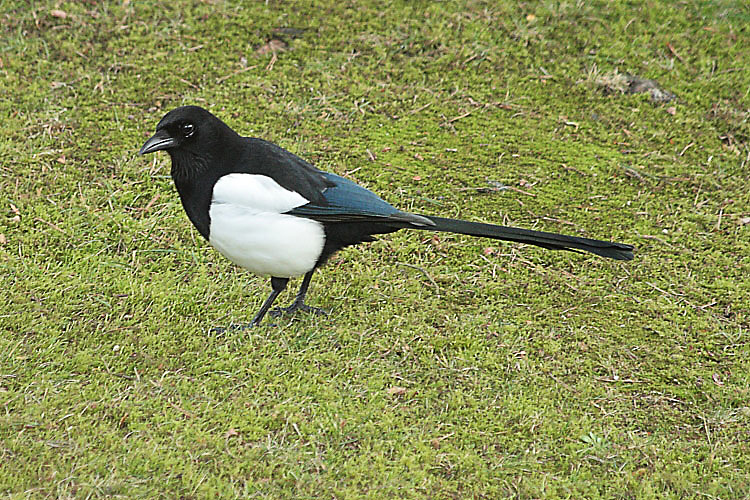IMG_5373_Magpie.JPG