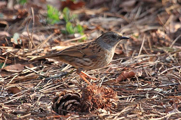 IMG_8500_Dunnock.JPG