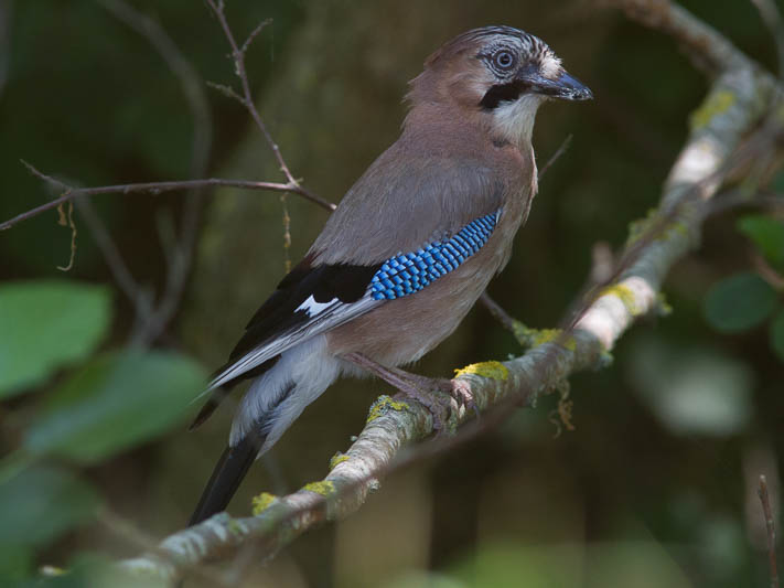Jay-1623.jpg
