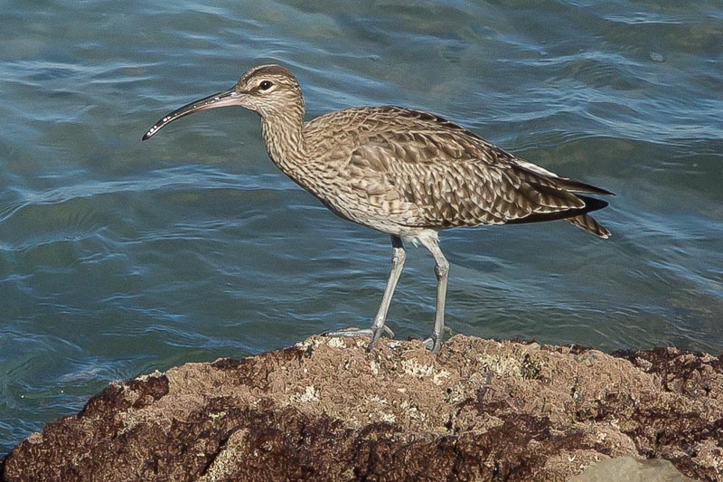 Whimbrel.jpg