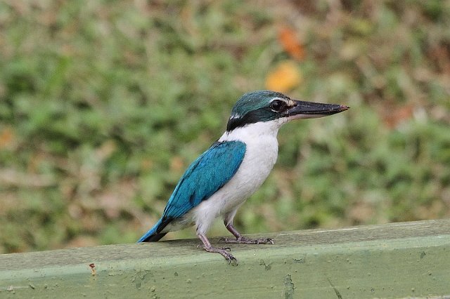 J01_1911 Collared Kingfisher.JPG