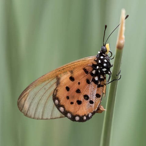 Acraea horta.jpg