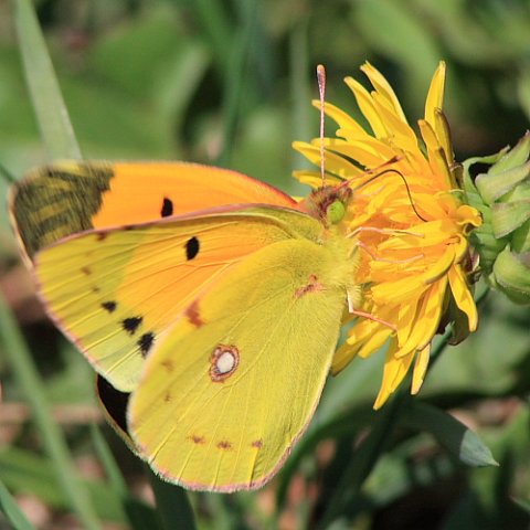 Clouded_Yellow_01.JPG