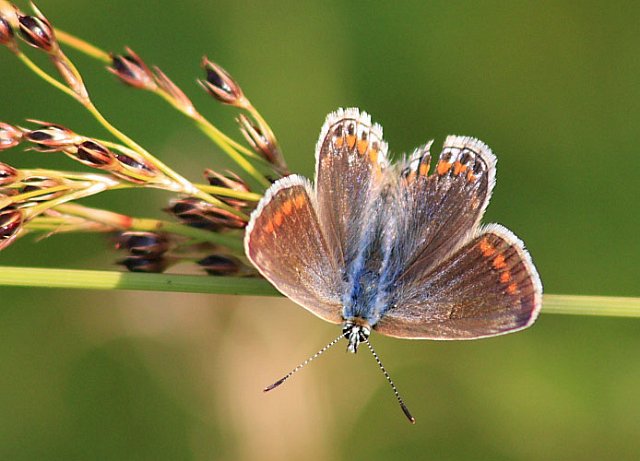 Common_Blue_female.jpg