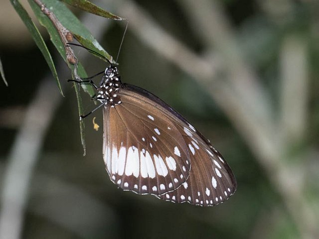 Euploea eichhorni.jpg
