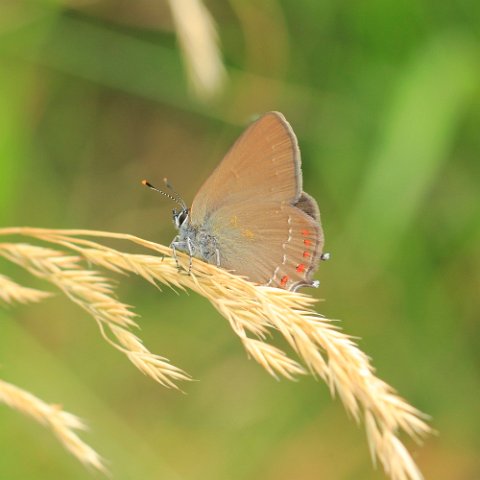 False Ilex Hairstreak _MG_1813 False Ilex Hairstreak.JPG