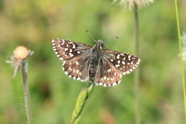 Grizzled Skipper _MG_1334 Grizzled Skipper.JPG