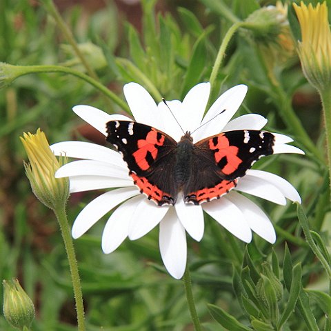 IMG_0486_Macaronesian_Red_Admiral.JPG