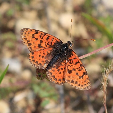 IMG_6124_Spotted_Fritillary.JPG