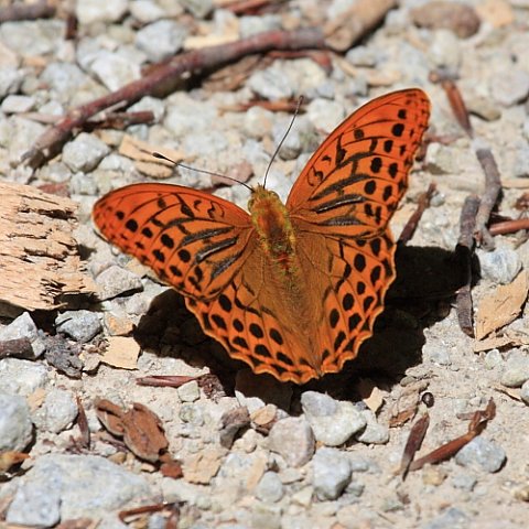 IMG_6440_Silver-washed_Fritillary.JPG