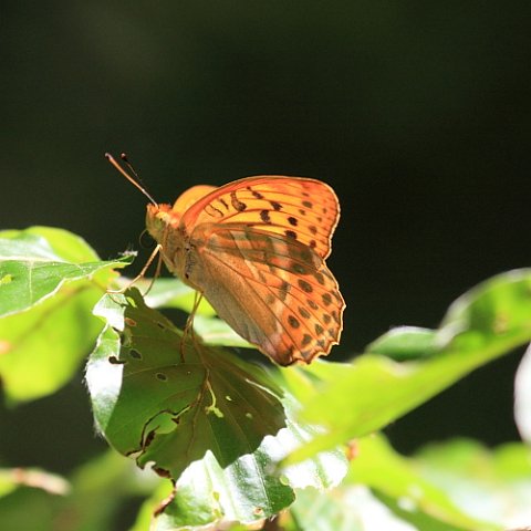 IMG_6470_Silver-washed_Fritillary.JPG