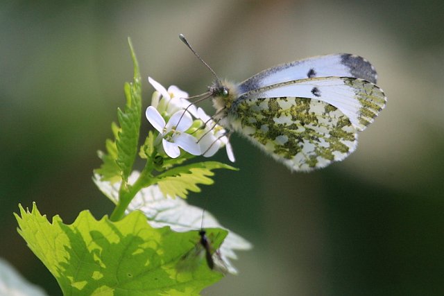 IMG_8938_Orange_Tip_female.JPG