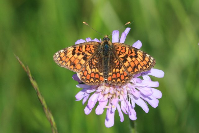 IMG_9819_Knapweed_Fritillary.JPG