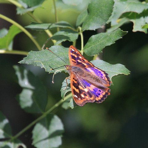 IMG_9912_Purple_Emperor.JPG