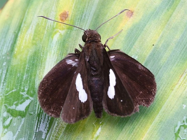 J01_1229 Banded Demon.JPG