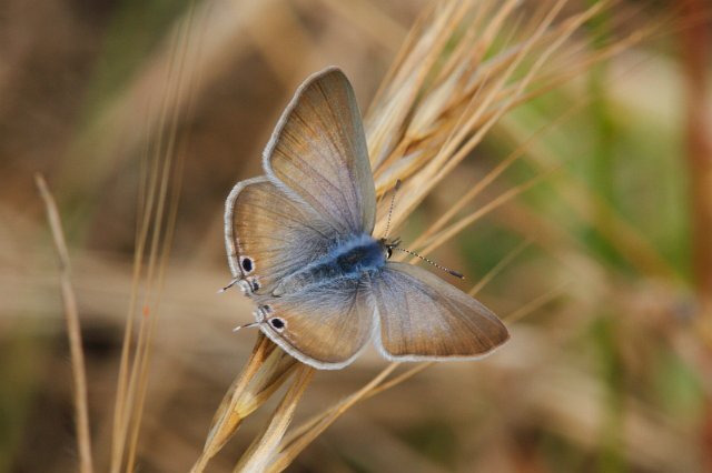 J01_2356 Long-tailed Blue.JPG