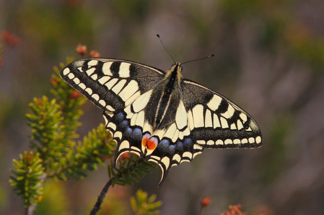 J01_2392 Swallowtail.JPG