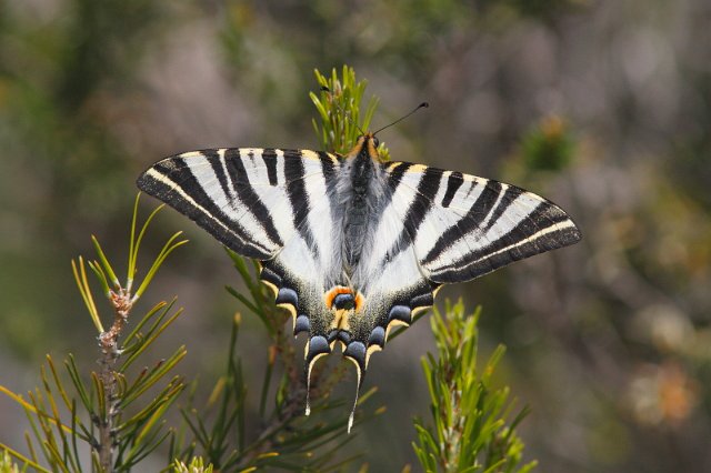 J01_2397 Spanish Swallowtail.JPG