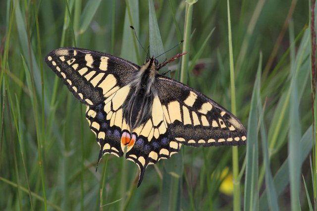 J01_3117_britannicus Swallowtail.JPG