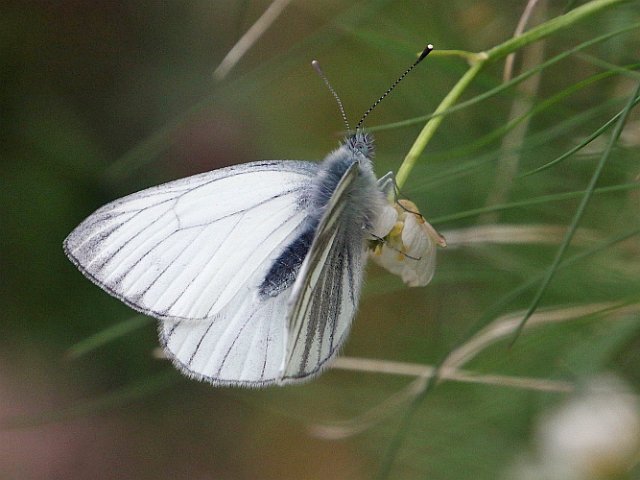 J16_1190 Dark-veined White.JPG