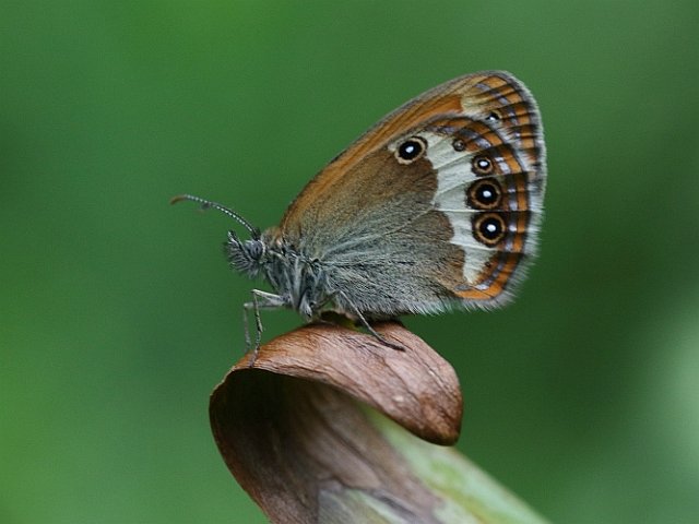 J16_1291 Pearly Heath.JPG