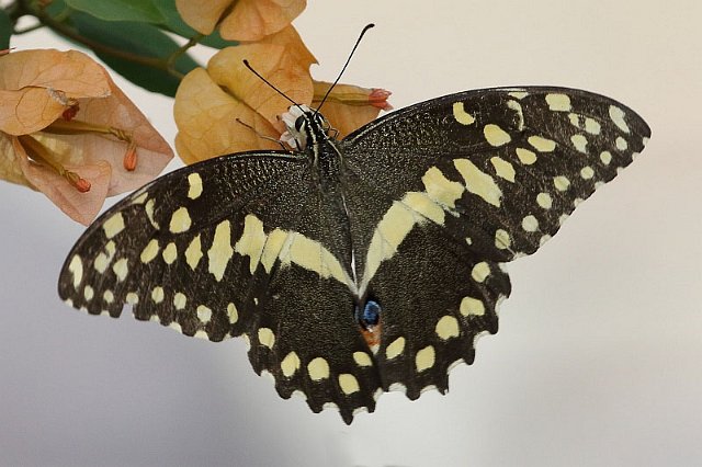 J17_0132 Citrus Swallowtail.JPG