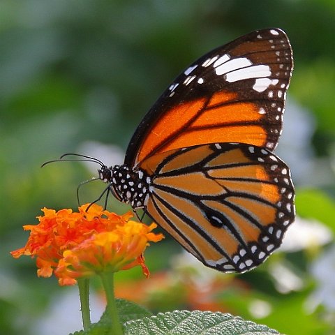 J17_2892 Common Tiger.JPG
