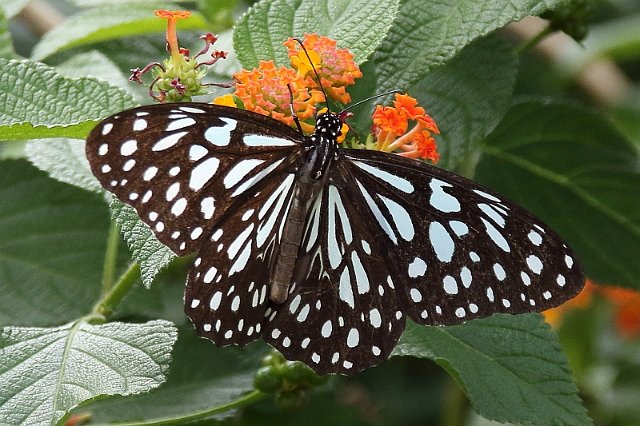 J17_2906 Black-veined Tiger.JPG