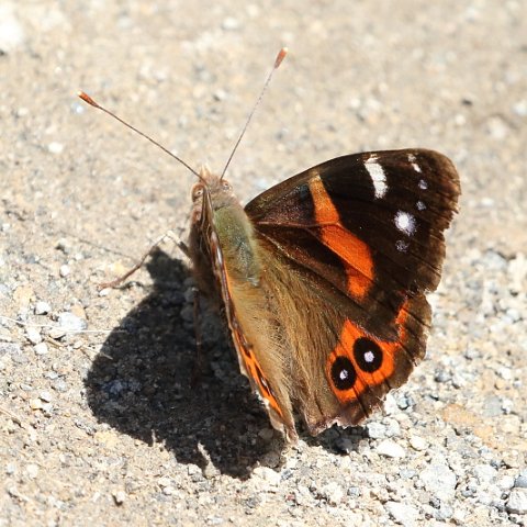 J17_3972 New Zealand Red Admiral.JPG