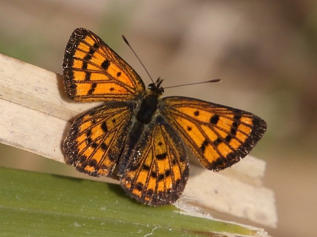 J17_4134 Rauparaha's Copper.JPG