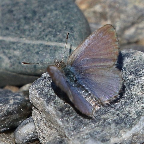 J17_4461 Common Grass Blue.JPG