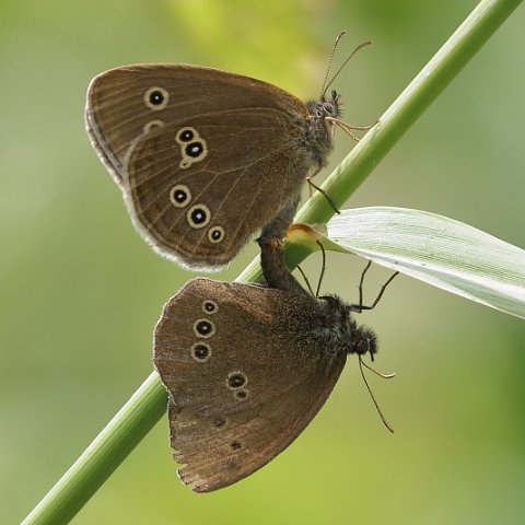 J18_1606 Ringlet.JPG