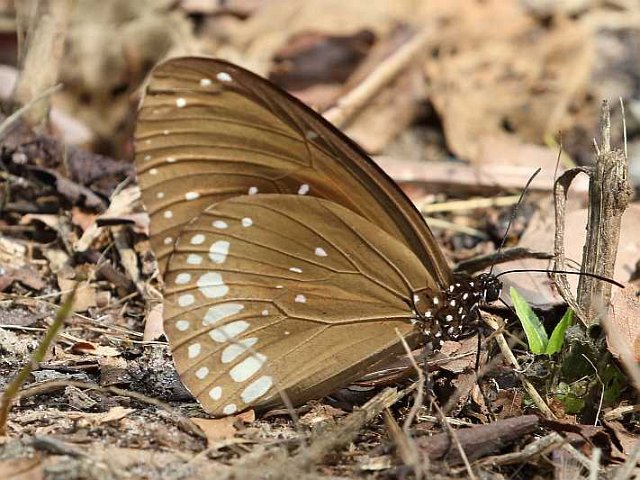 J18_3112 Euploea core asela.JPG