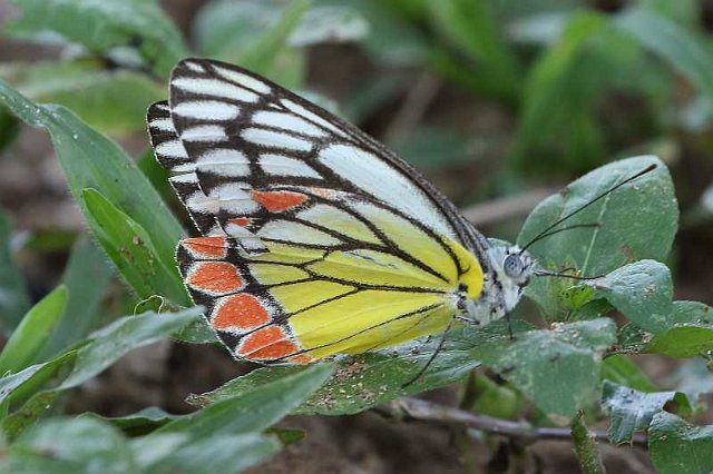 J19_9045 Prioneris sita.JPG