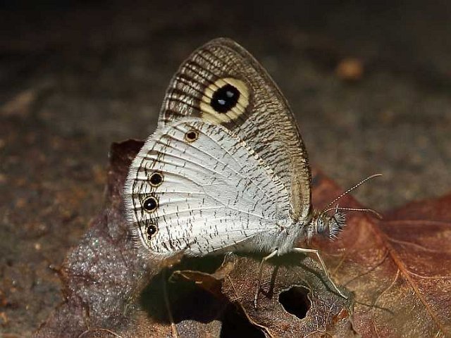 J19_9049 Ypthima ceylonica.JPG