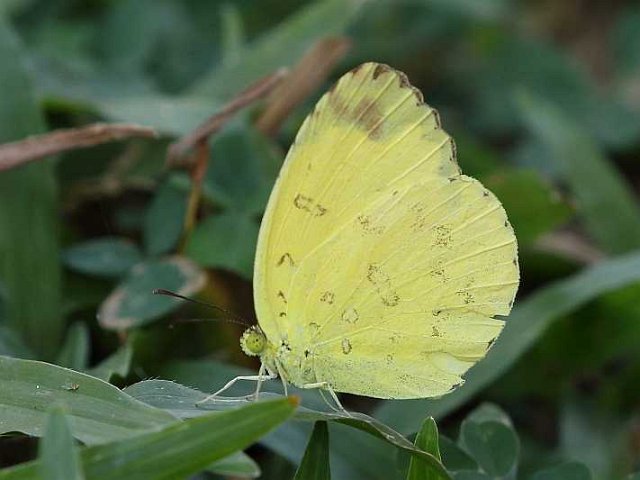 J19_9051 Eurema blanda citrina.JPG