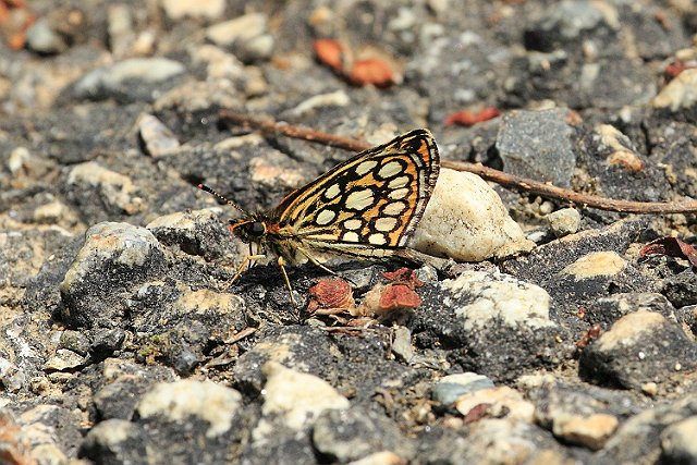 Large Chequered Skipper _MG_2022 Large Chequered Skipper.JPG